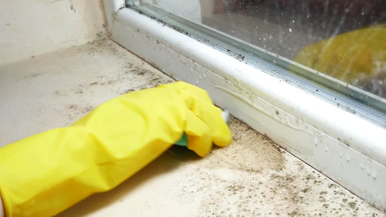 Best Asbestos and Lead Testing During Mold Inspection  in North Plainfield, NJ